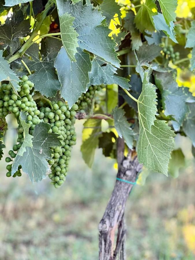 Agroturismo Podere Montecorno *